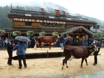 grand-bornand,foire,saint-maurice,agriculture,vache,reblochon