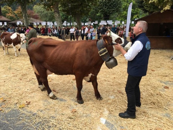 thones,foire,saint-maurice,vache,agriculture