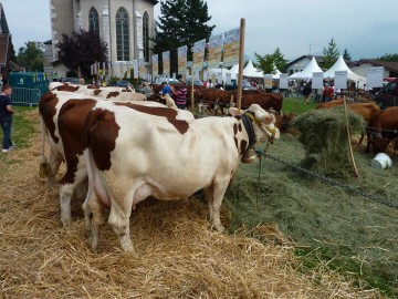 agriculture,le maire,pmtva,aide