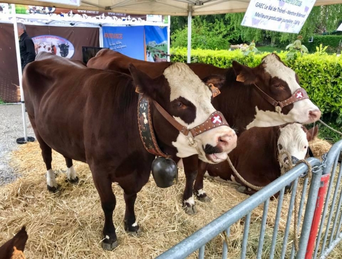 annecy,reblochon,haras,tardy,vache,upra,sir,agriculture