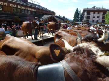 le grand-bornand,foire,agriculteur,reblochon,vache,concours