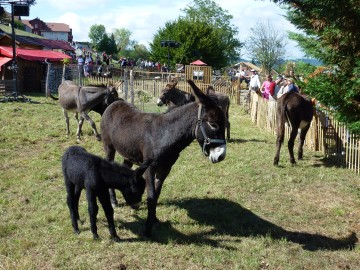 fete,seynod,agriculture