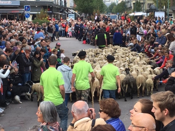 annecy,retour des alpages,2016,haute-savoie