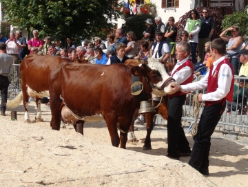 grand-bornand,saint-maurice,foire,agricole,betail,reblochon,bestiaux,haute-savoie,vache