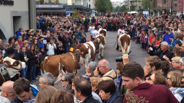 annecy,retour des alpages,2016,haute-savoie