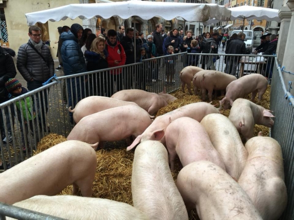 annecy,fete,caion,cochon