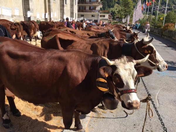 le grand-bornand,vache,agriculture,foire,eleveur