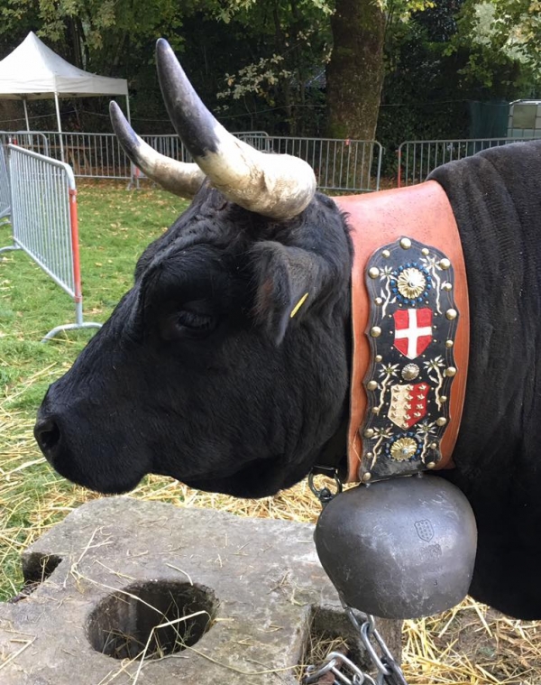 annecy-le-vieux,fete,ancileviennerie,vache,agriculture