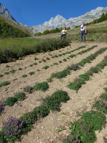 serraval,ferme,alcool,liqueur,genepi