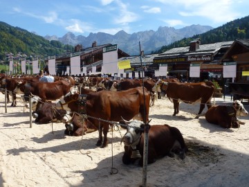 le grand-bornand,foire,agriculteur,reblochon,vache,concours