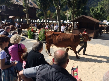 thones,foire,vache,agriculture