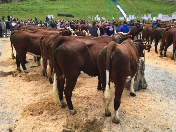 la clusaz,fete,vache,concours,reblochon,agriculture