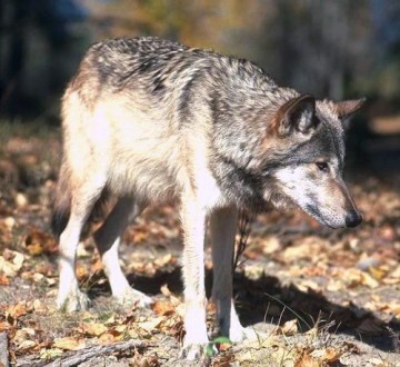 canis_lupus_02.jpg