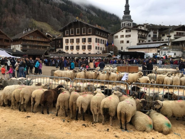 la clusaz,foire,moutons,chevre