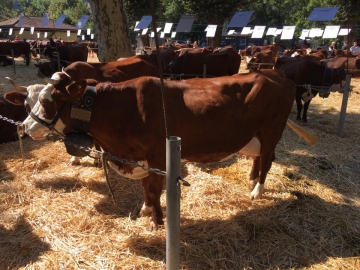 thones,foire saint-maurice,haute-savoie