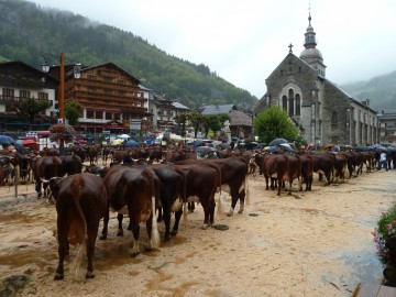 grand-bornand,foire,saint-maurice,agriculture,vache,reblochon