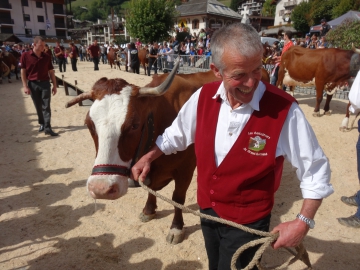 grand-bornand,saint-maurice,foire,agricole,betail,reblochon,bestiaux,haute-savoie,vache