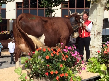 thones,foire,saint-maurice,agriculteur,reblochon