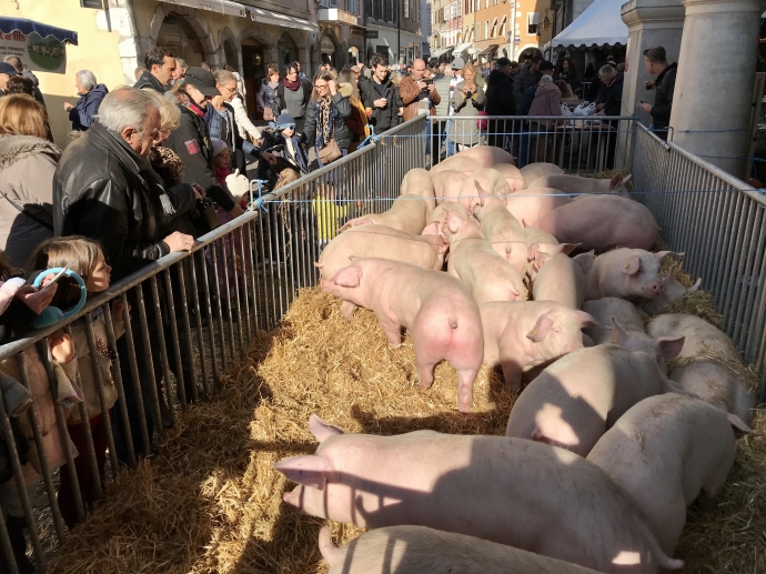 annecy,acion,cochon,fete,association,agriculture