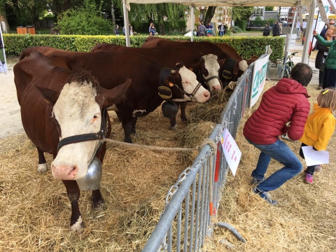 annecy,reblochon,haras,haute-savoie