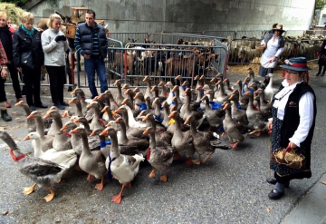 annecy,retour des alpages