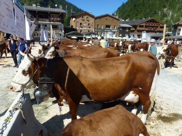 la clusaz,foire,vache,agriculteur,reblochon