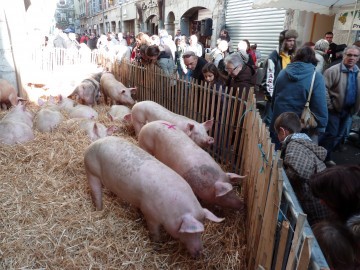 caion,annecy,fete,cochon,association