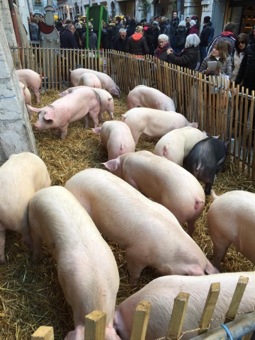 annecy,fete du caion,haute-savoie